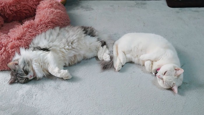 寝ている2匹の猫