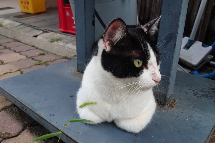 寝ている猫とカメラ