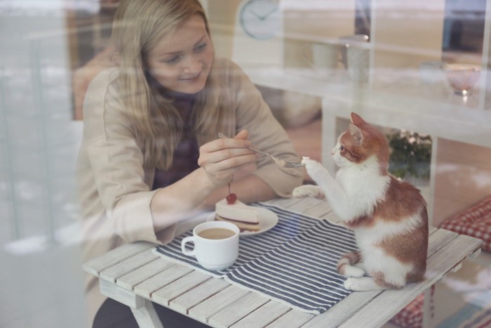 カフェに居る猫と女性