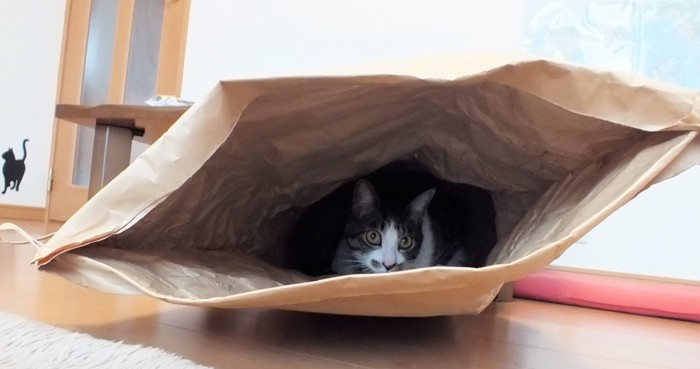 袋の中の猫の様子