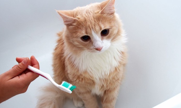 歯磨きをする猫