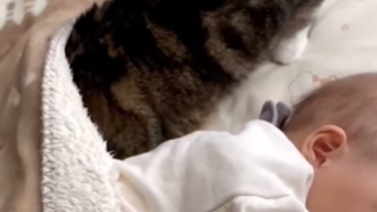 赤ちゃんの布団に潜り込んでいる猫