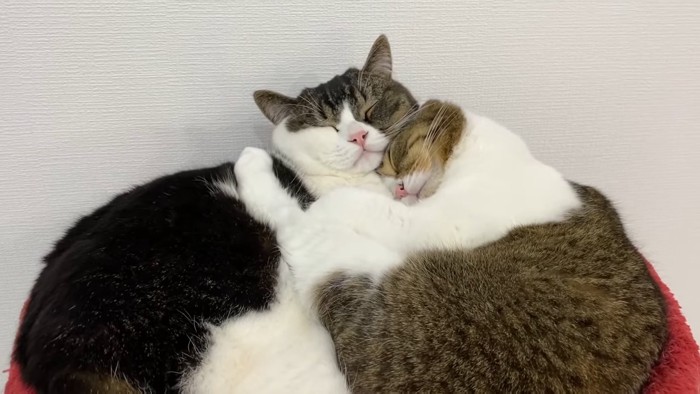 くっついて寝る2匹の猫
