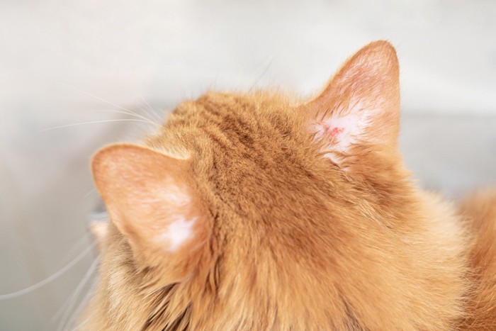 猫の耳