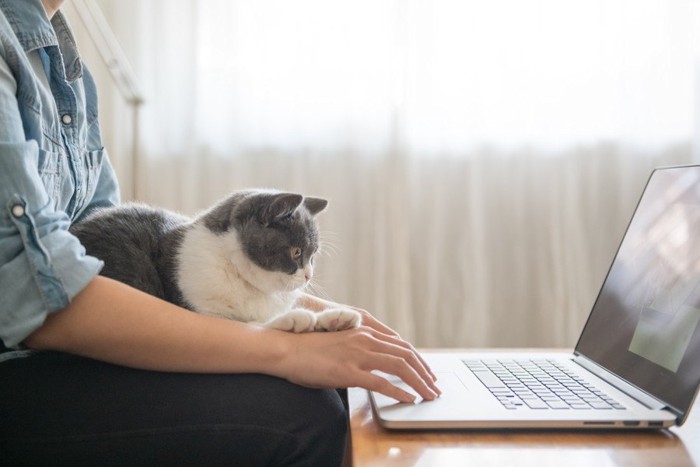 パソコンを使う人の膝にいる猫