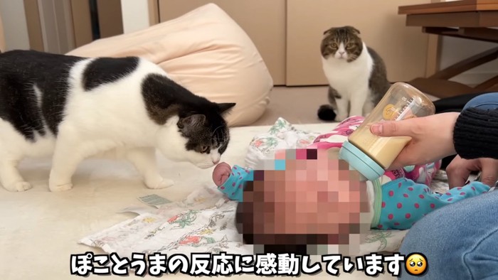赤ちゃんの手に顔を近づける猫