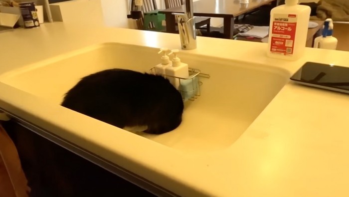 排水口のフタを取り外す猫