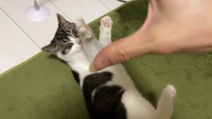 手のひらに向かって前足を広げる子猫