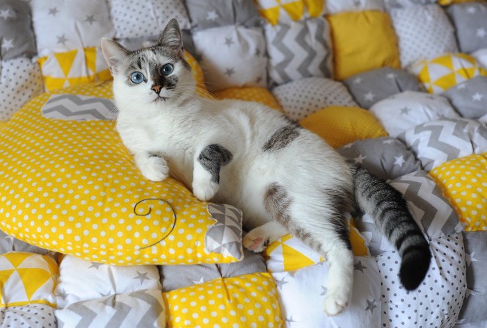 黄色の枕と猫