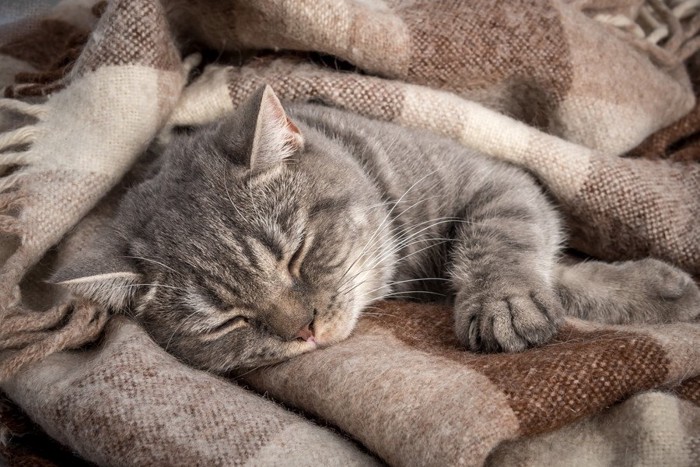 毛布で寝る猫