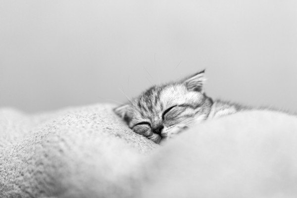 ふわふわの布団で寝るキジ猫