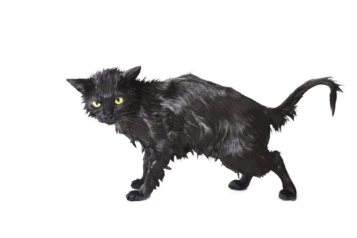 悪魔のようにミステリアスな雰囲気が漂う濡れた黒猫