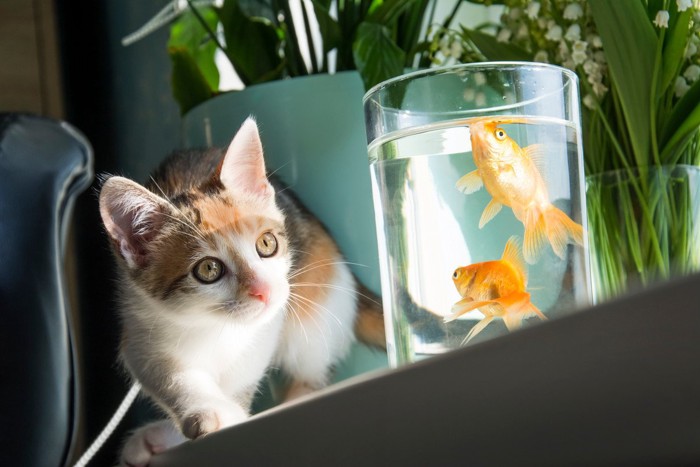 猫と観賞魚