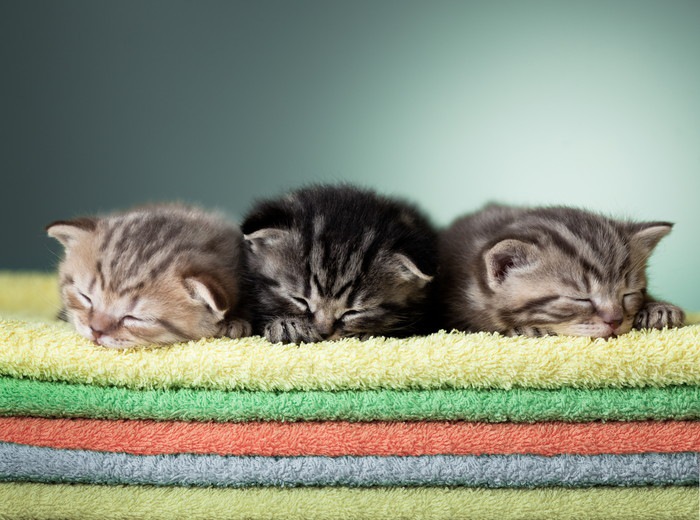 タオルの上で寝る子猫3匹