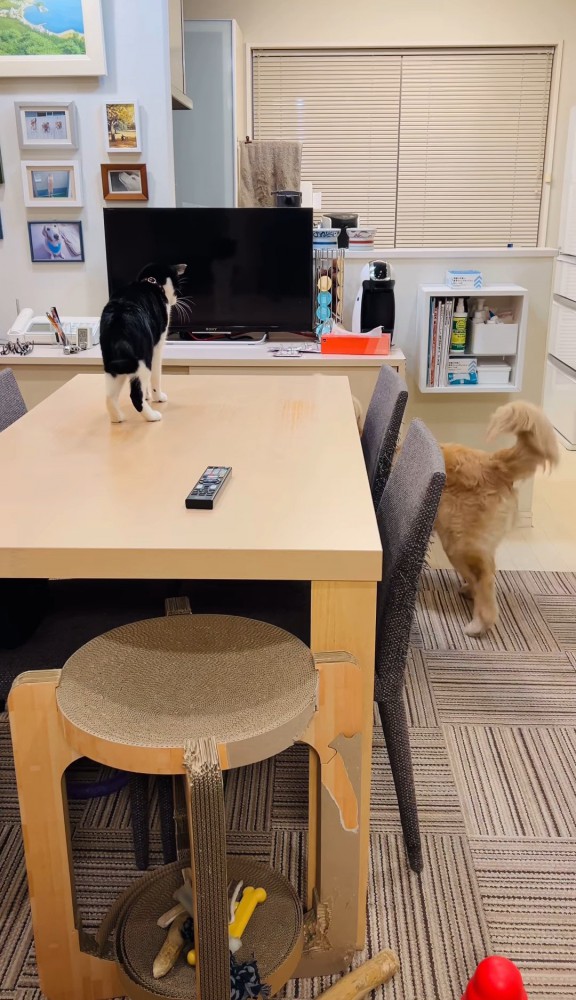 テーブルの上の猫とテーブルの向こう側へ行く犬
