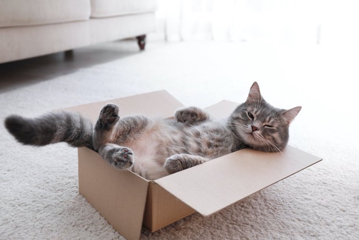 箱の中に仰向けに入る猫