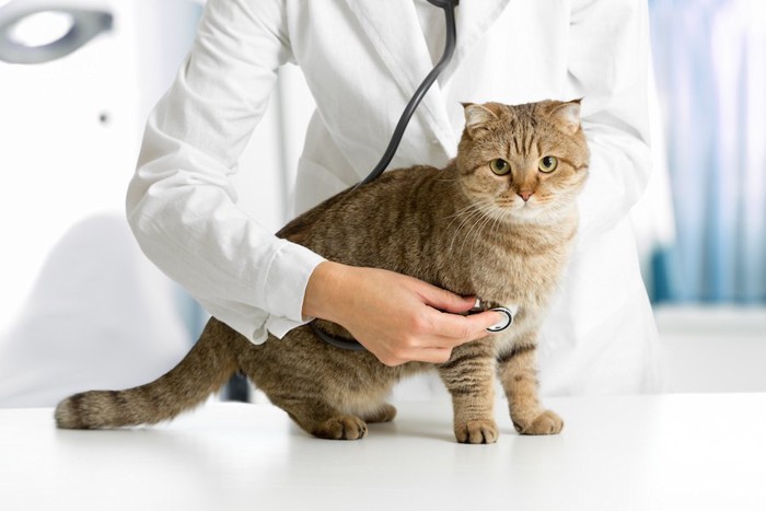 病院で獣医師に診察されている猫