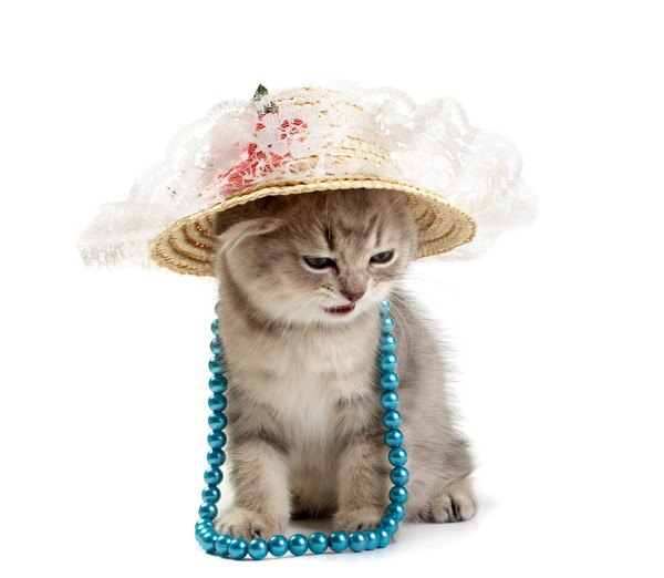 帽子をかぶった子猫