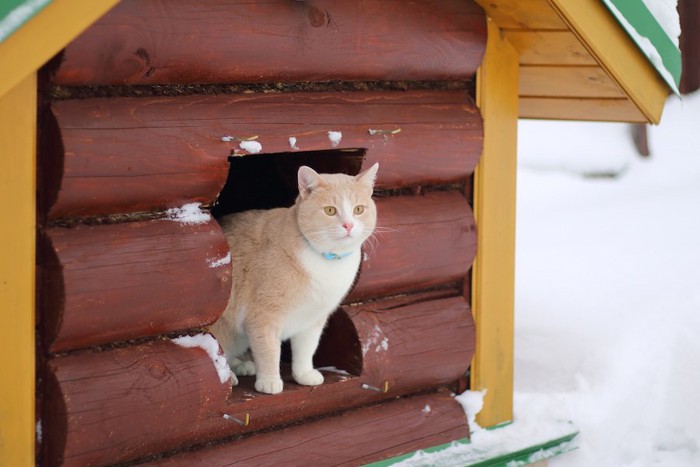 屋外に作られたDIYした小屋の中に入る猫