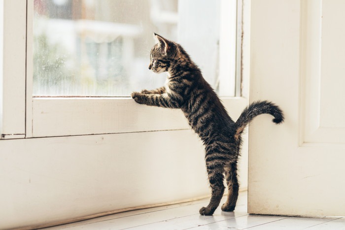 窓辺に立つ猫