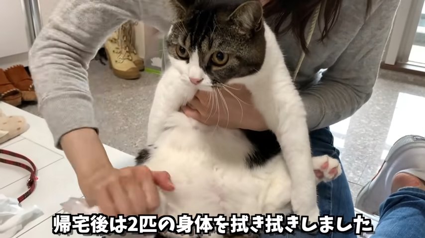 体を拭かれる猫