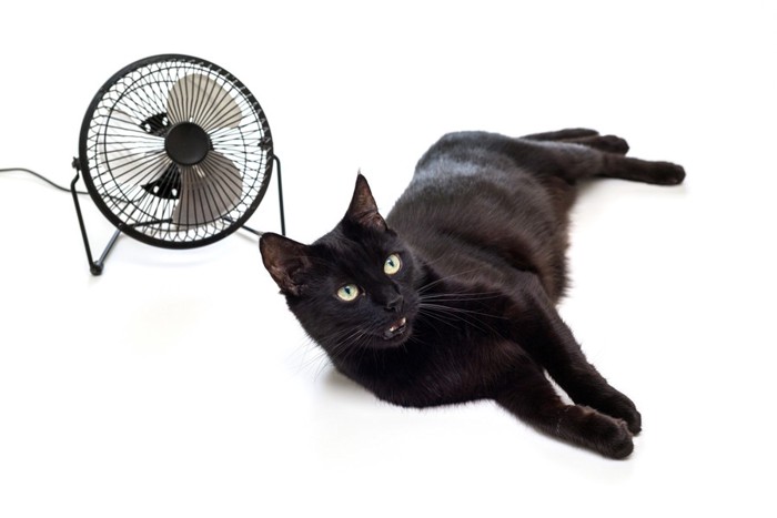 黒猫と扇風機