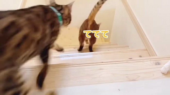階段を下る猫の後ろ姿