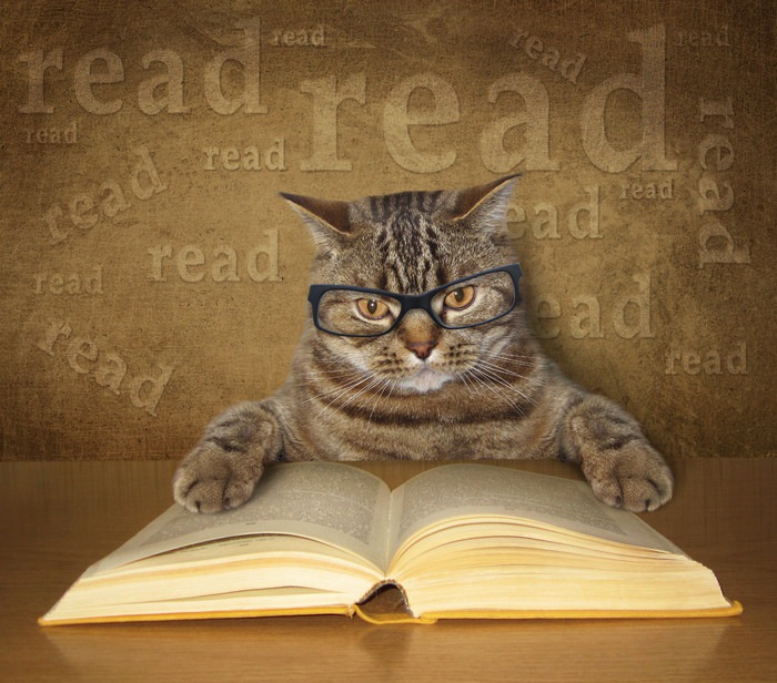 英字本を読む猫