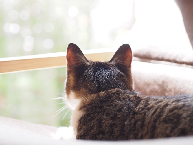 ソファーの上で外を眺めている猫の後頭部