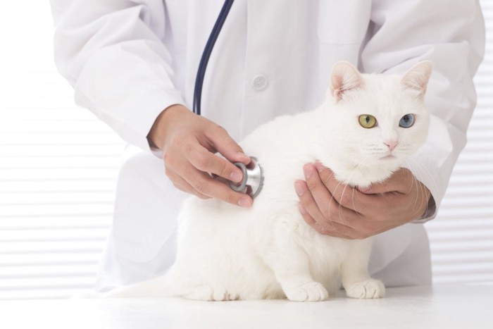 獣医師の診察を受ける白猫
