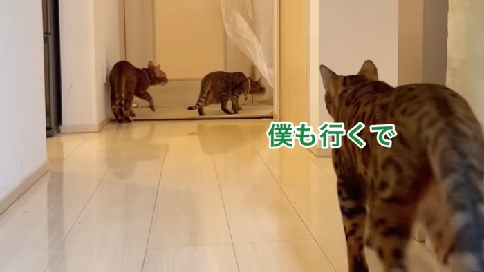 部屋の奥に向かう3匹の猫
