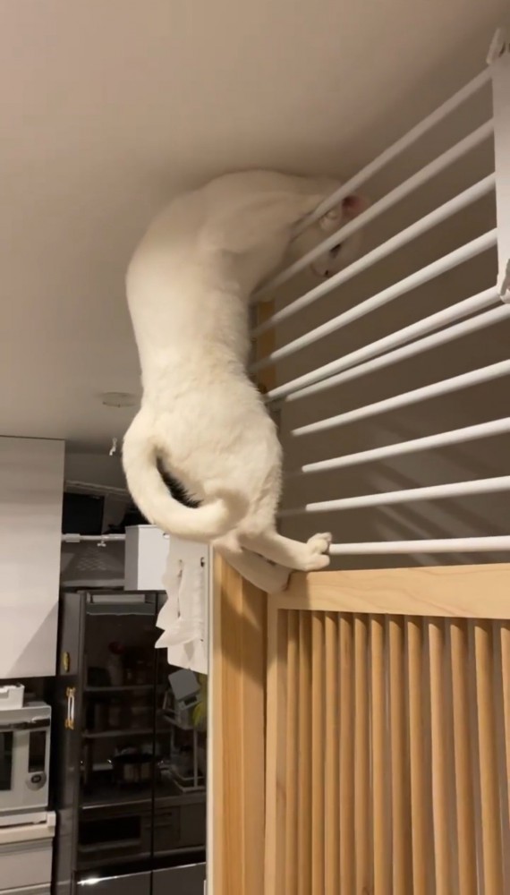 突っ張り棚の上の隙間に体を潜り込ませようとする猫