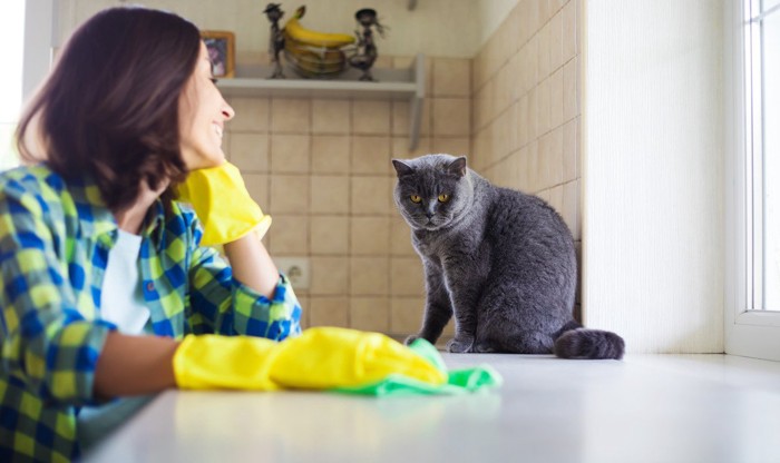 女性の掃除を眺める猫