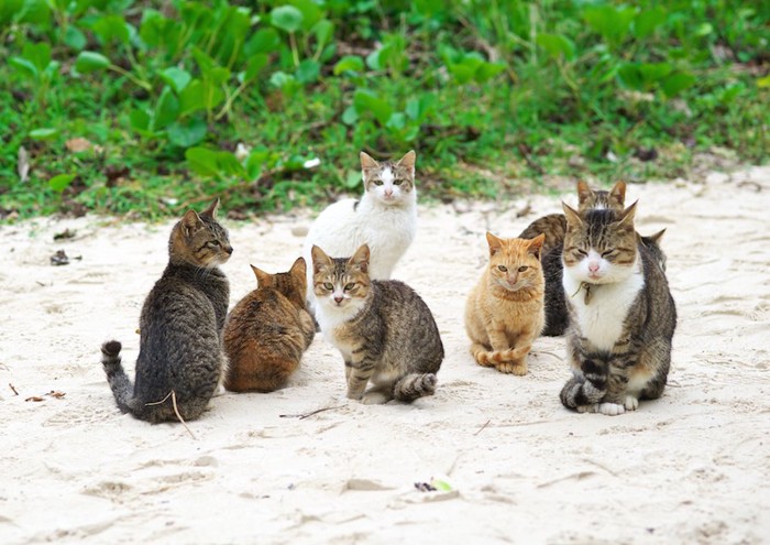 砂浜に集合している猫たち