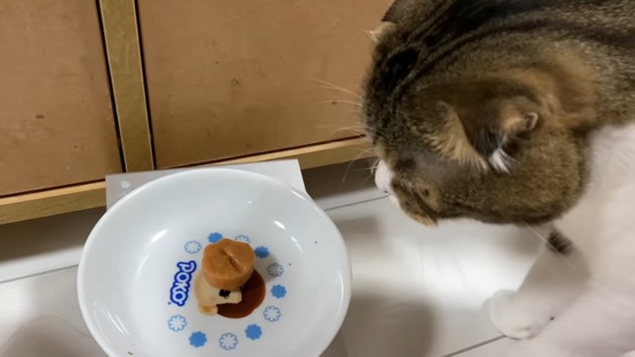 お皿を見る猫