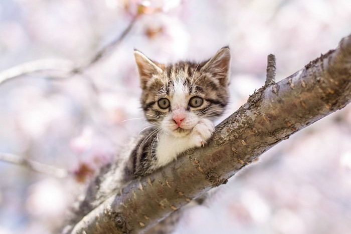 桜の木に登っている子猫