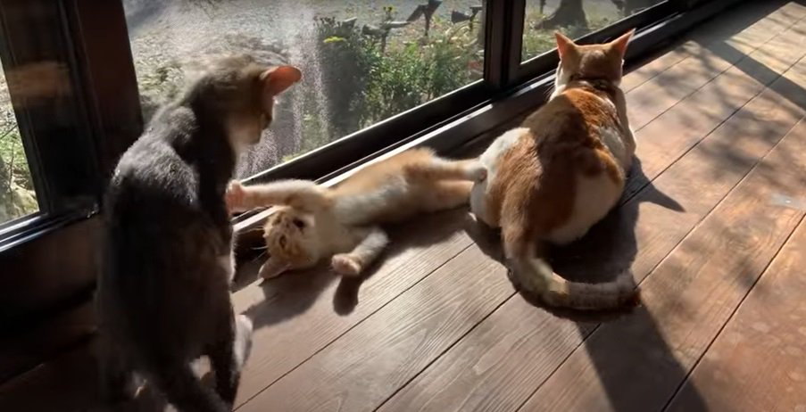 縁側の3匹の猫