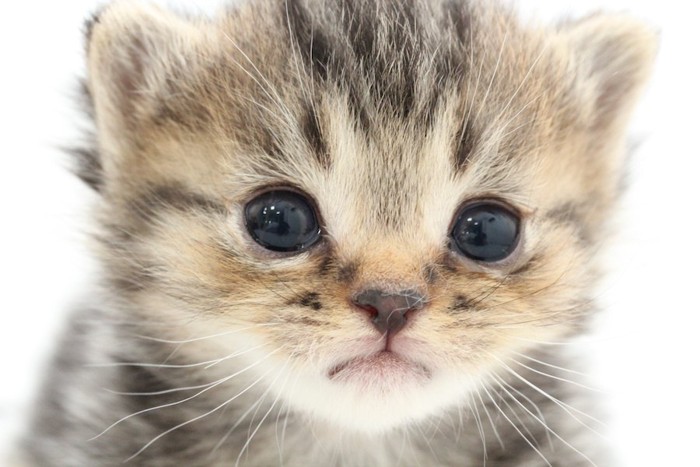 つぶらな瞳の体重が増えない子猫