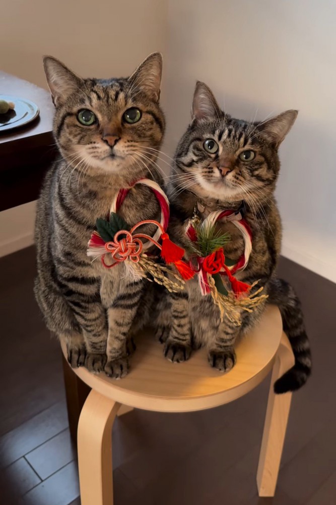 お正月飾りをつけて座る2匹の猫