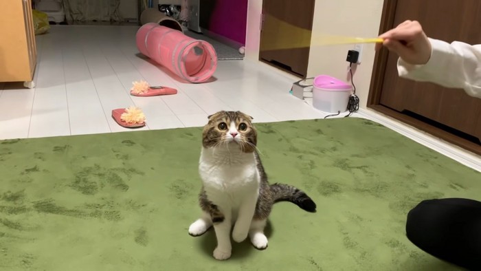 おもちゃを見つめる猫