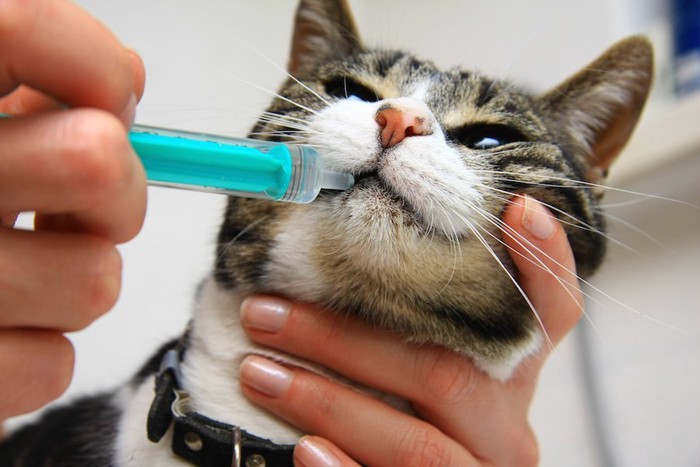注射器で薬を飲まされている猫
