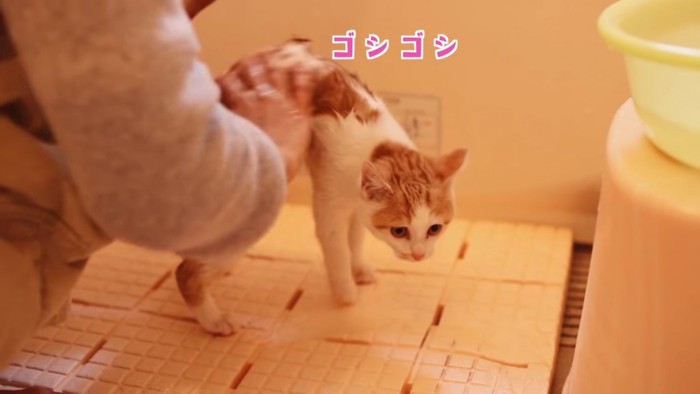 体を洗われる猫