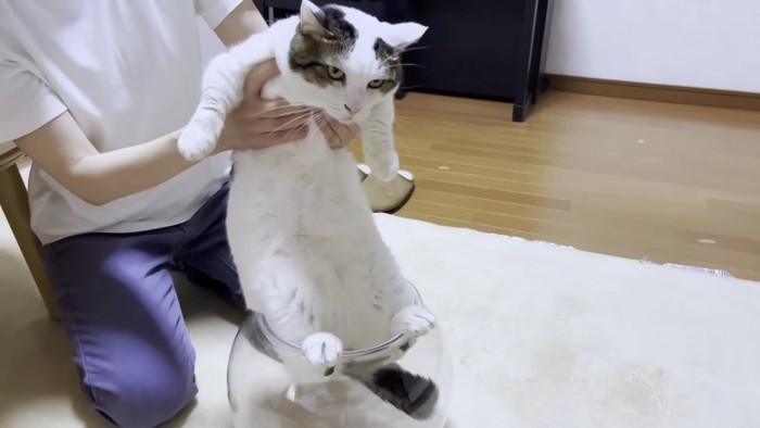 猫鉢に後ろ足を突っ張るブチ猫