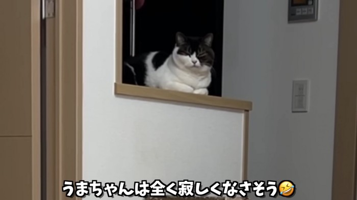 香箱座りの猫