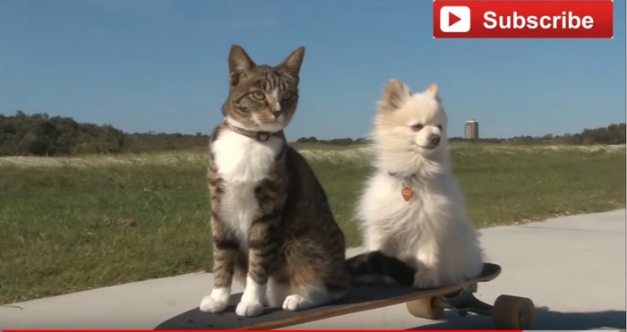 スケボーに乗る犬と猫