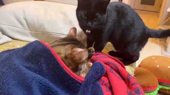 毛布にくるまる猫と黒猫
