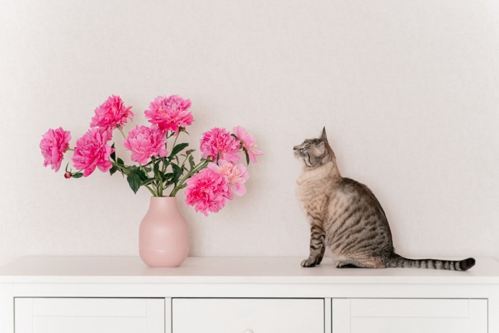 ピンクの牡丹を眺める猫