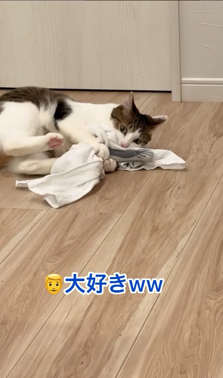 タオルとぬいぐるみを抱きしめる猫
