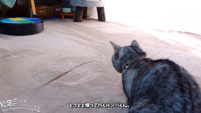 ロボット掃除機を見送る猫