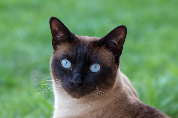 こちらを見つめるブルーの瞳の猫